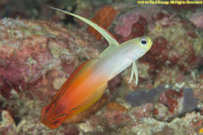 flame goby